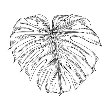 Beyaz izole monstera yaprağı Vektör vintage illüstrasyon. Gravür tarzında el çizilmiş botanik eleman. Tropikal bitki krokisi