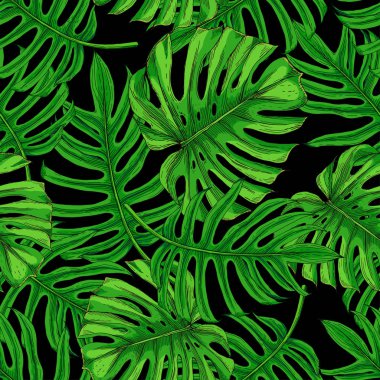 Siyah arka planda tropikal palmiye yaprakları