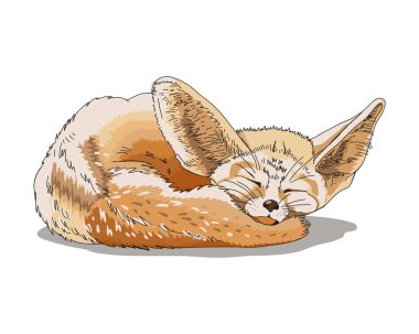 Uyuyan tilki Fenech çiziyor