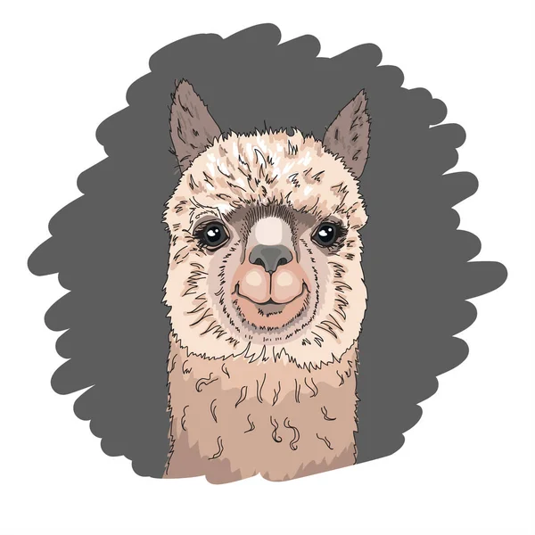 Porträtt av en glad lama — Stock vektor