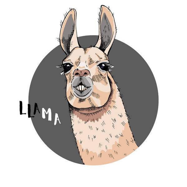 Portrait of a llama in a round frame with the inscription