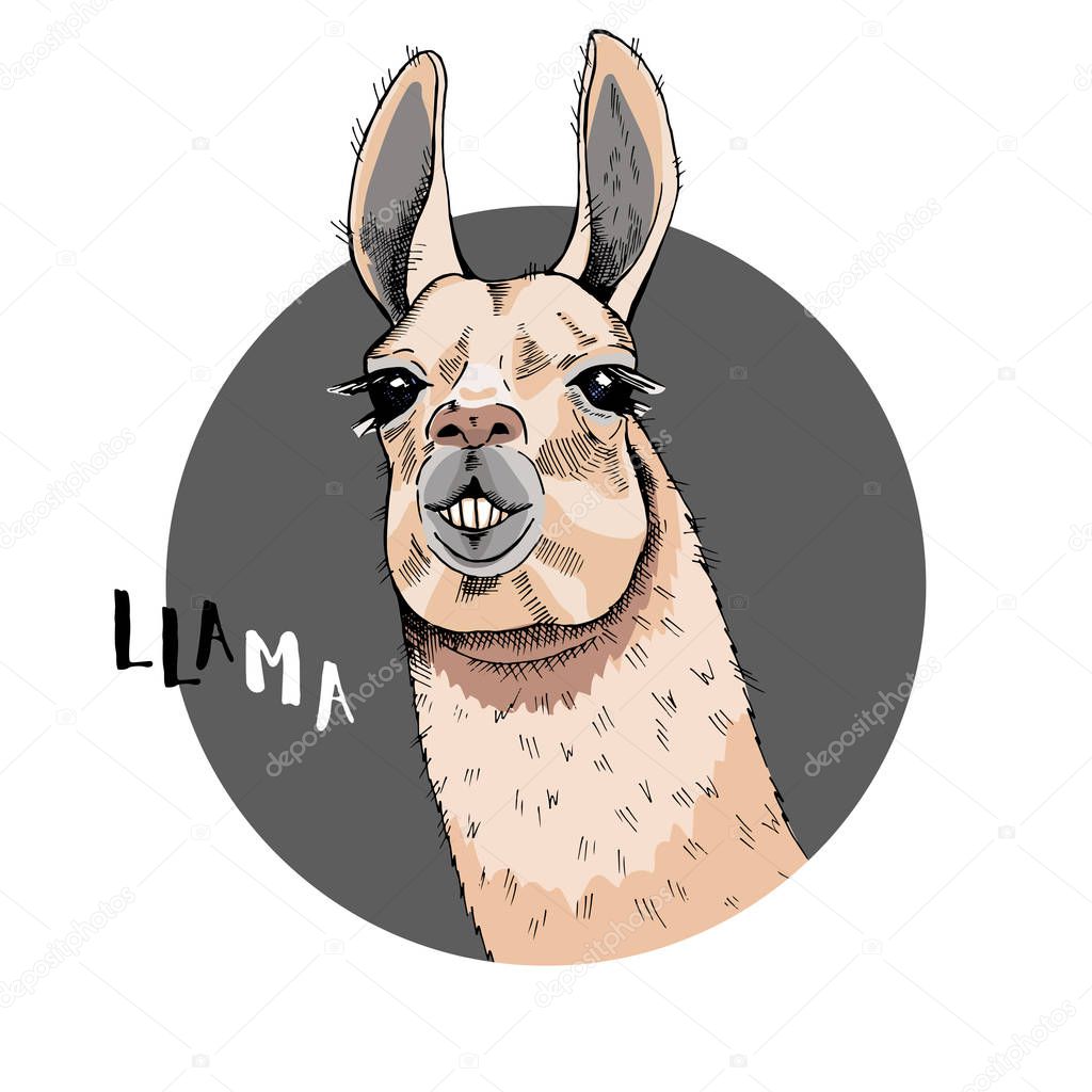 Portrait of a llama in a round frame with the inscription