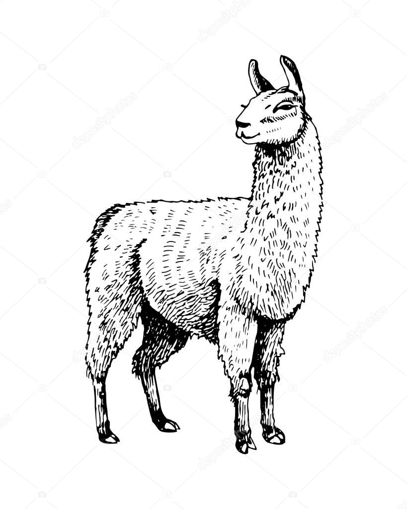 Sketch black and white with the image of a llama