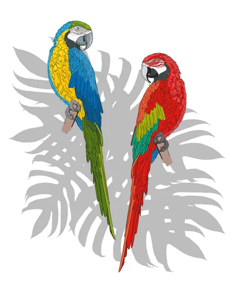 Vykort par exotiska papegojor — Stock vektor