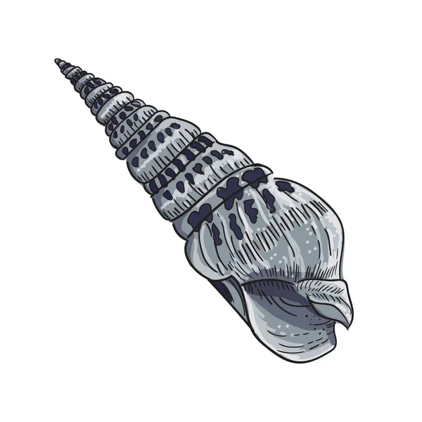 丸い貝殻のイメージ 白い背景に灰色の色調で描画します ベクトル図 — ストックベクタ