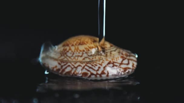 ムール 食べ物のVdeo シーフード 水の飛沫が殻に落ちる レストランやカフェのためのビデオ 貝殻のクローズアップは暗い背景にあり 水が注がれます — ストック動画