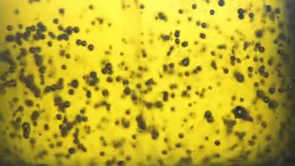 Makroaufnahme Von Olivenöl Olivenöl Wird Ein Glas Gegossen Zeitlupe Olivenöl — Stockvideo