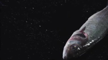 Ham balık siyah bir arka planda yatıyor. Tüm balık siyah bir masada yatıyor. Balık yemek. Yemek videosu. Deniz ürünleri yakın çekim.