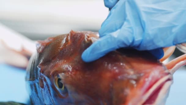 Vissen Snijden Vis Koken Mes Het Snijden Van Vis Verse — Stockvideo