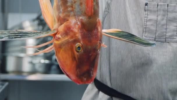 誰かが魚を手に持ってるシェフが魚を持っている 魚全体が食べ物のビデオをクローズアップします レストランの台所で調理する前に生の魚 — ストック動画