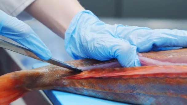 Corte Peixe Peixes Estão Cozinhar Faca Está Cortar Peixe Corte — Vídeo de Stock