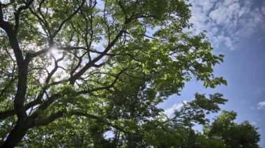 Yeşil Timelapse manzara ağaçlar