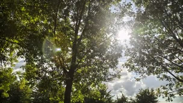 Güneş Ağaçlar Timelapse — Stok video