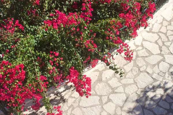 Begonvil bitki tam bir Yunan Adası'nın bir köyde bir beyaz taş yolundaki bir çit, kırmızı çiçekli
