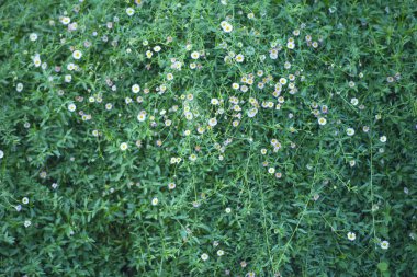 Çimleri duvardaki vintage tarzı güzel bir arka plan olduğunu