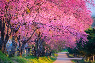 Chiang Mai, Tayland dağda kiraz çiçeği güzel çiçek açan.