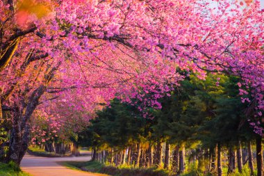 Chiang Mai, Tayland dağda kiraz çiçeği güzel çiçek açan.
