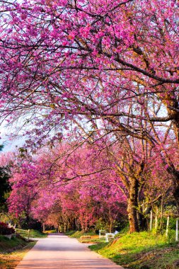 Kiraz ağaçları çiçek açan n Thaland