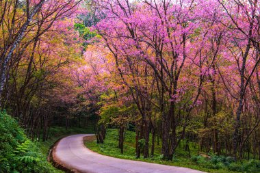 Kiraz ağaçları çiçek açan n Thaland