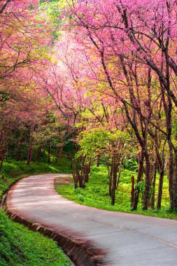 Kiraz ağaçları çiçek açan n Thaland