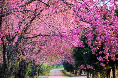 Kiraz ağaçları çiçek açan n Thaland