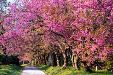Kiraz ağaçları çiçek açan n Thaland