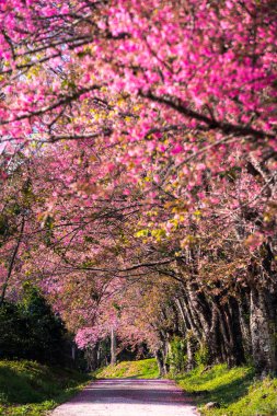 Kiraz ağaçları çiçek açan n Thaland