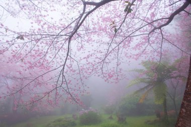 Kiraz ağaçları çiçek açan n Thaland