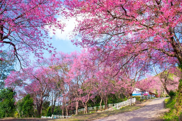 Kiraz ağaçları çiçek açan n Thaland — Stok fotoğraf