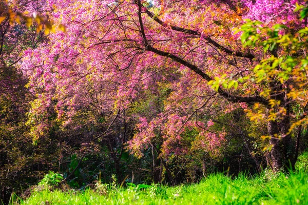 Cherry blossom blooming n Thaland — Stock Photo, Image