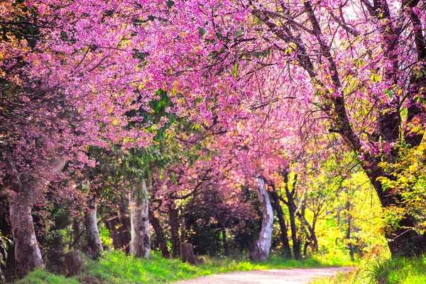 Fioritura di fiori di ciliegio in Thaland — Foto Stock