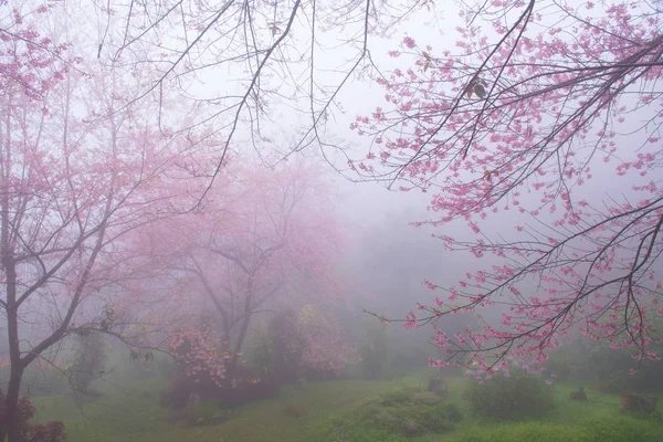 Kiraz ağaçları çiçek açan n Thaland — Stok fotoğraf