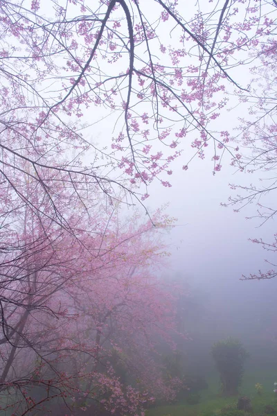 Flor de cerezo n Thaland — Foto de Stock
