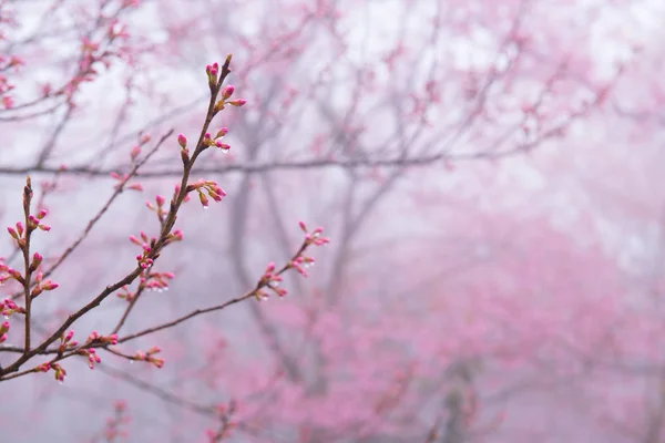 Cherry blossom blooming n Thaland — Stock Photo, Image