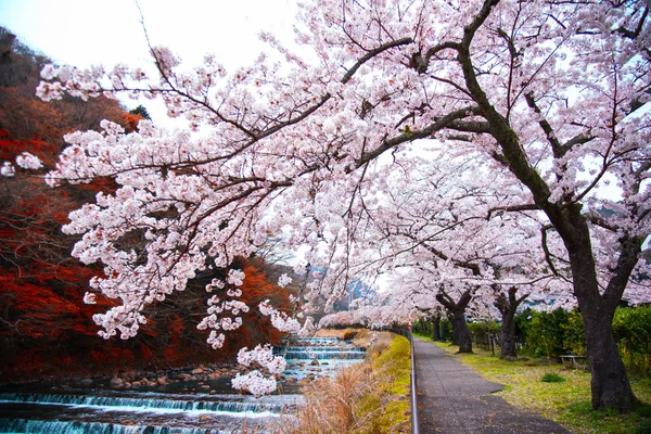 日本箱根公园樱花盛开. — 图库照片