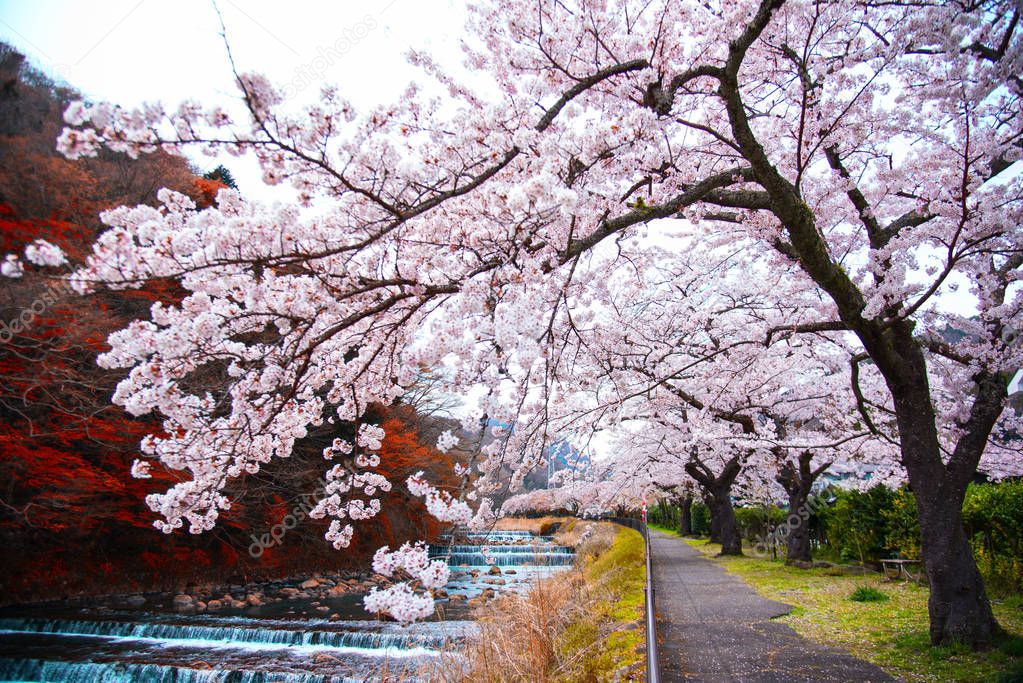 Cherry blossom full blooming at Hakone park, Japan.