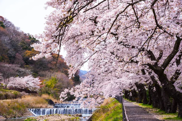 Hakone parkta kiraz çiçeği tam çiçeklenme, Japonya.
