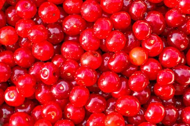 arka plan için kırmızı sulu olgun kiraz