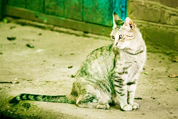 Gri kedi evin bahçesinde oturuyor. — Stok fotoğraf