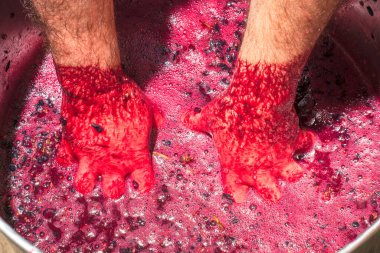 Şarap üreticisi topladığı üzüm kümelerinin suyunu elleriyle sıkıyor.