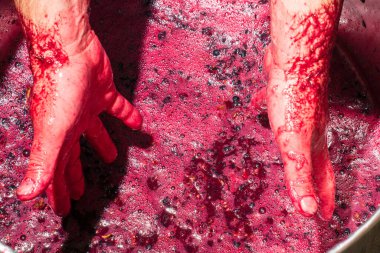 Bir şarap üreticisi toplanan üzüm kümelerinin suyunu elleriyle sıkar.