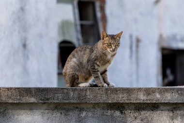 Çitin üzerinde oturan kedi