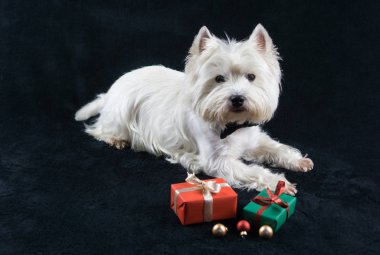 Beyaz köpek, Batı Dağlık beyaz korkunç, Noel hediyeleri ile