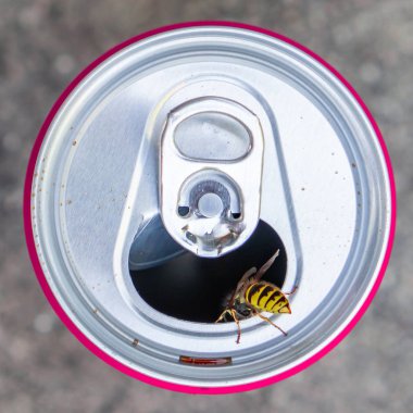 Bir arı bir soda tenekeye tırmanıyor