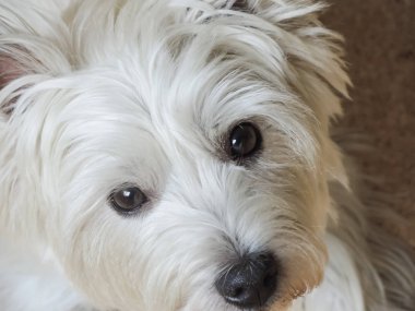 West Highland Beyaz Teriyerinin Portresi