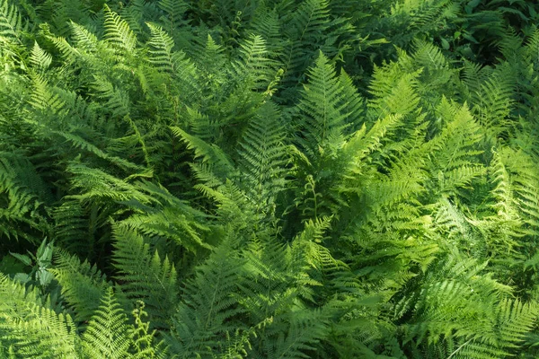 Vacker Grön Ormbunke Närbild — Stockfoto
