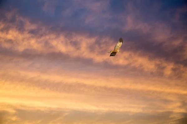 Flying eagle in the sunset sky