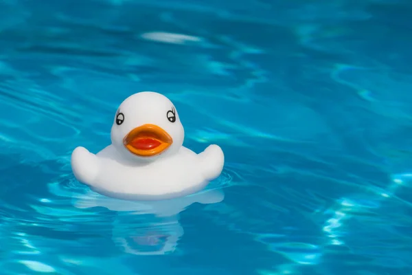 Divertido Pato Baño Una Piscina —  Fotos de Stock