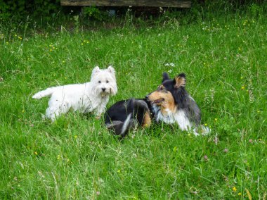 Batı Dağlık beyaz korkunç ve çim kömür ocağı