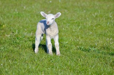 Kamerada arıyorsunuz küçük şirin lamba